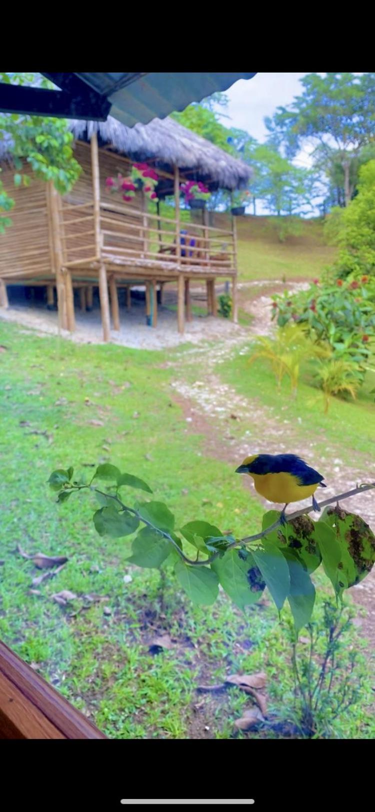 Cabanas San Jose Doradal Rum bild